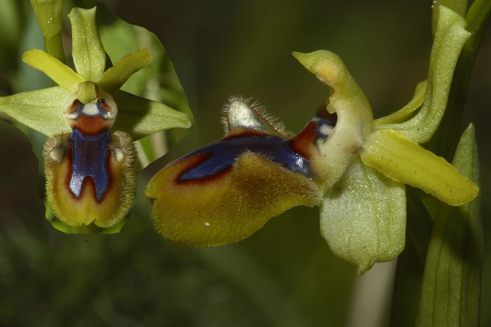 Ophrys incubacea (Apocromia di ...)